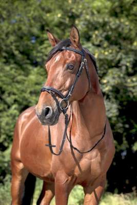 EXCELSIOR „Surpiqué Trensenzaum