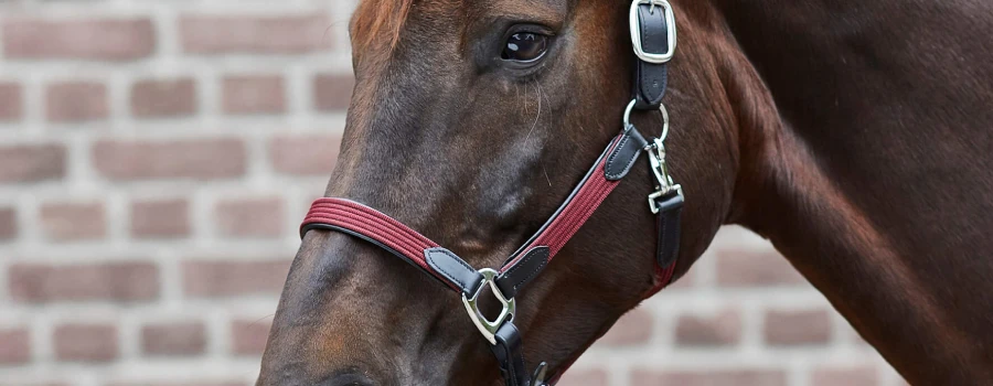 Ein Pferd mit einem Lederhalfter für Vollblut-Pferde
