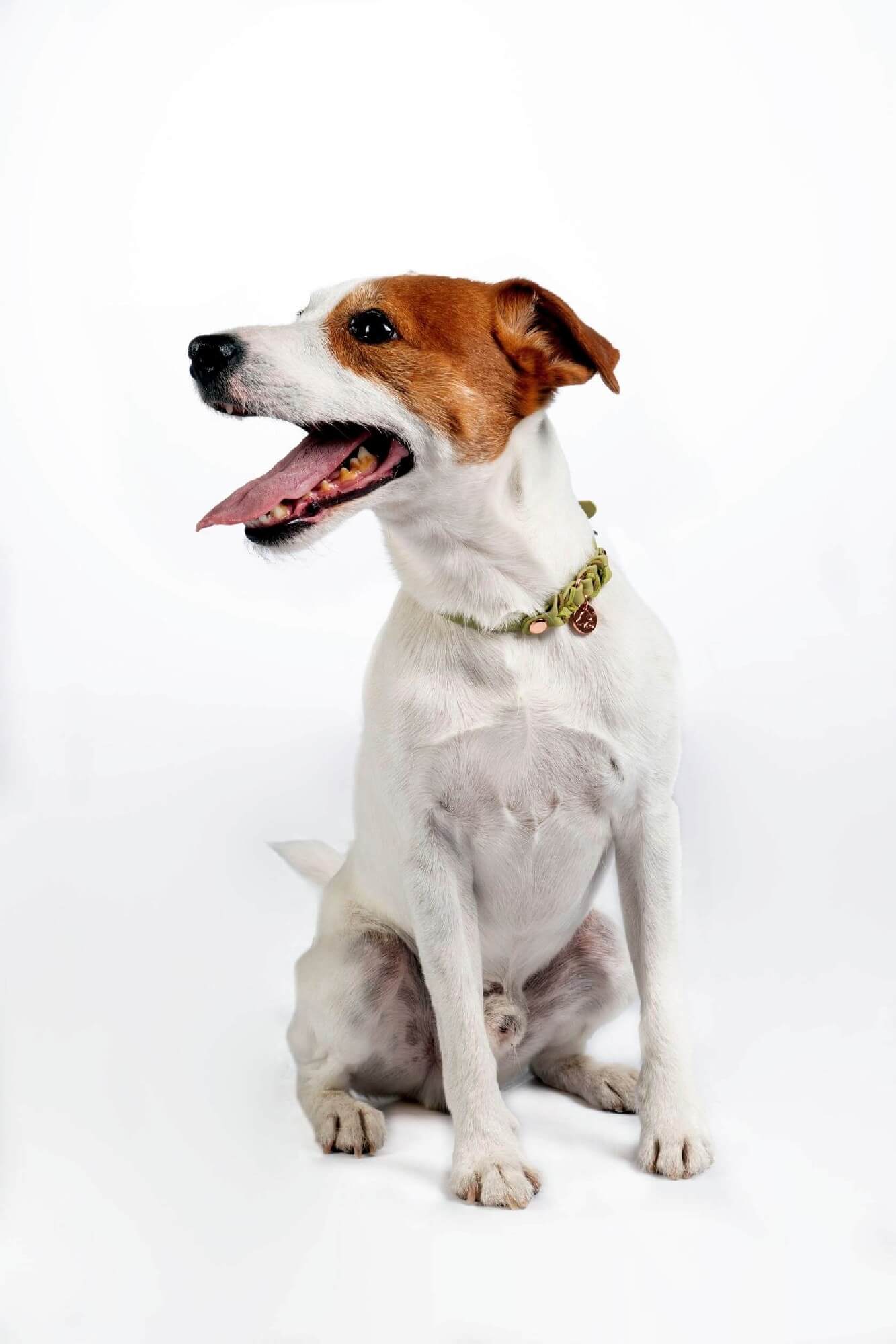 HKM Beagle Hundehalsband Dunkelgrün – Schlupfhalsband L/XL, Stufenlos Verstellbar Mit Metallstopper