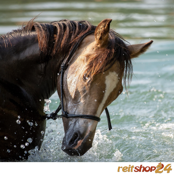 BLOG-Sommerhitze-Reitshop24