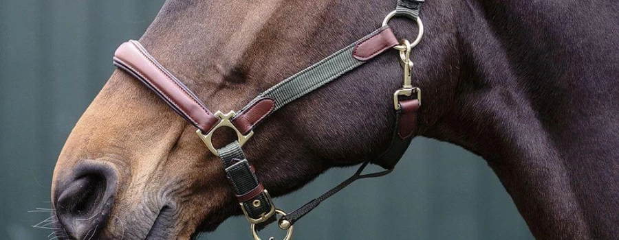 Ein Pferd trägt ein Vollblut-Lederhalfter