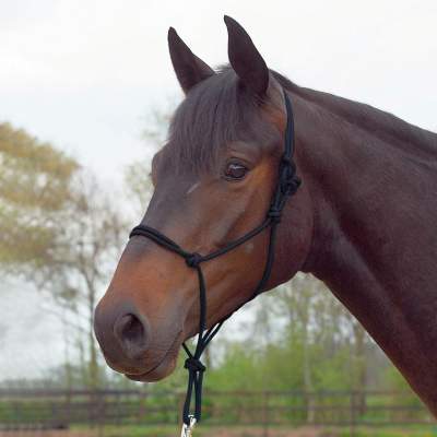 BUSSE Knotenhalfter STANDARD