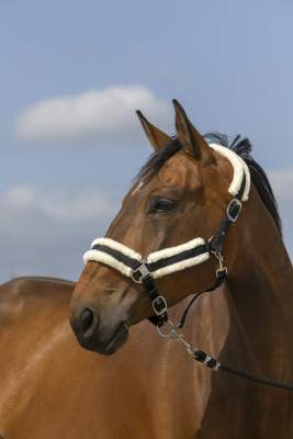 EQUITHÈME Nylon Mouton Halfter