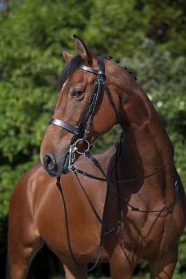 RIDING WORLD Kandarenzaum