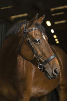 NORTON PRO „Komfort“ Sidepull