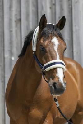 RIDING WORLD Halfter aus synthetischem Schaffell